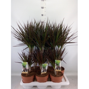 Dracaena marg. 'Magenta'