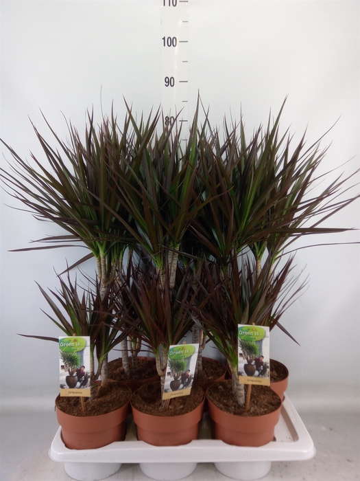 <h4>Dracaena marg. 'Magenta'</h4>