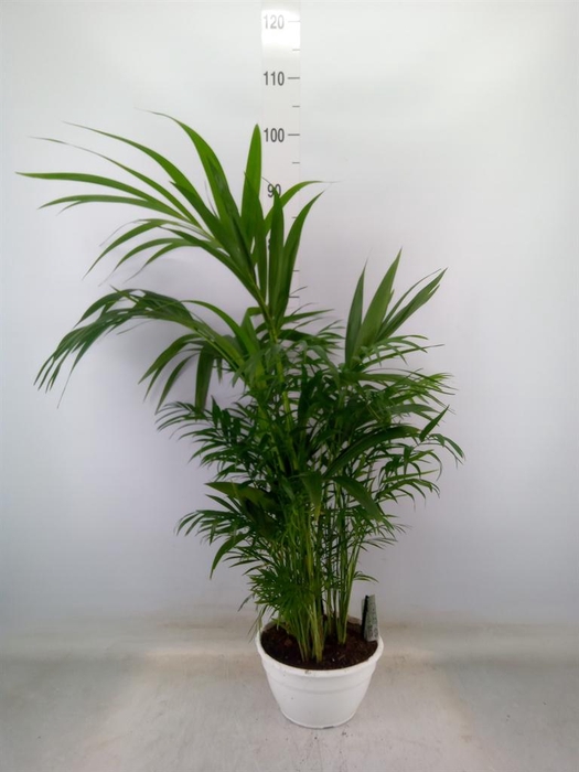 <h4>Palms ...mix</h4>