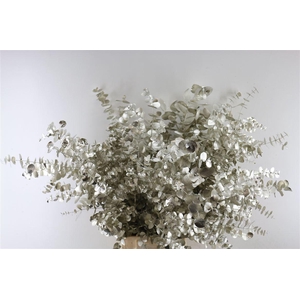 Euc Cinerea Platina