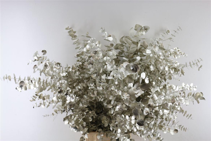 <h4>Euc Cinerea Platina</h4>