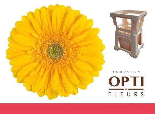 <h4>GE GR SUBMARINE</h4>