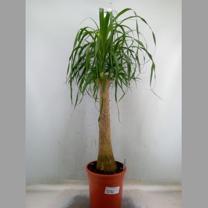 Beaucarnea recurvata