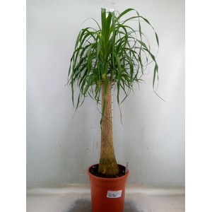 Beaucarnea recurvata