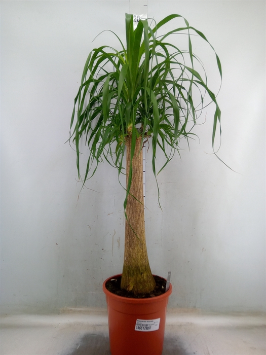 <h4>Beaucarnea recurvata</h4>