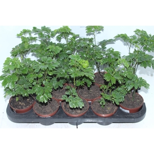 ARVORE DA FELICIDADE P11 MACHO