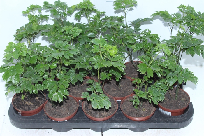 <h4>ARVORE DA FELICIDADE P11 MACHO</h4>