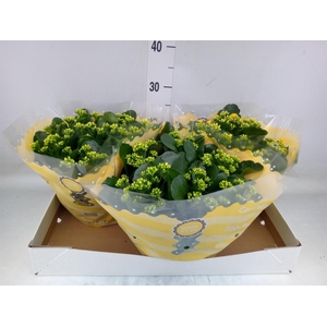 Kalanchoe blos. 'RosDon Amaril'