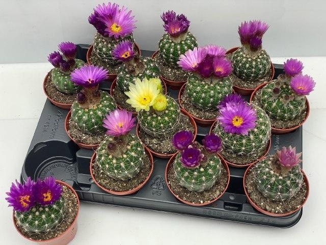 <h4>CACTUS BLOEIEND GEM</h4>