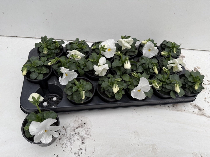 <h4>VIO CO END F1 WHITE</h4>