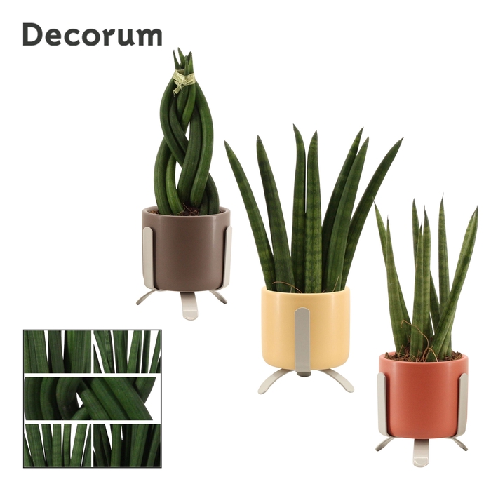 Sansevieria Cylindrica 6 cm mix in Luca (Nature Love-collection)