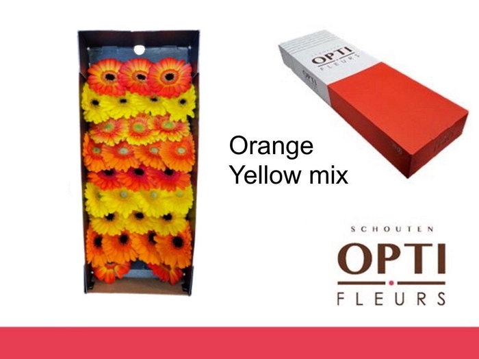 <h4>Germini Mix Orange - Yellow Doos</h4>