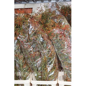 Rosa Corallo 150cm Ptk