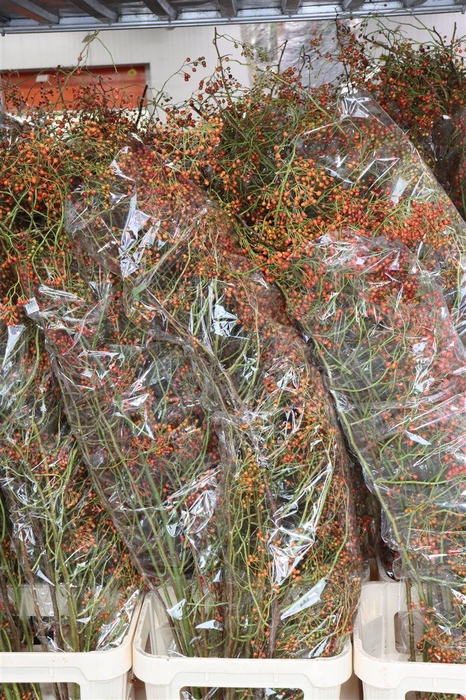 <h4>Rosa Corallo 150cm Ptk</h4>