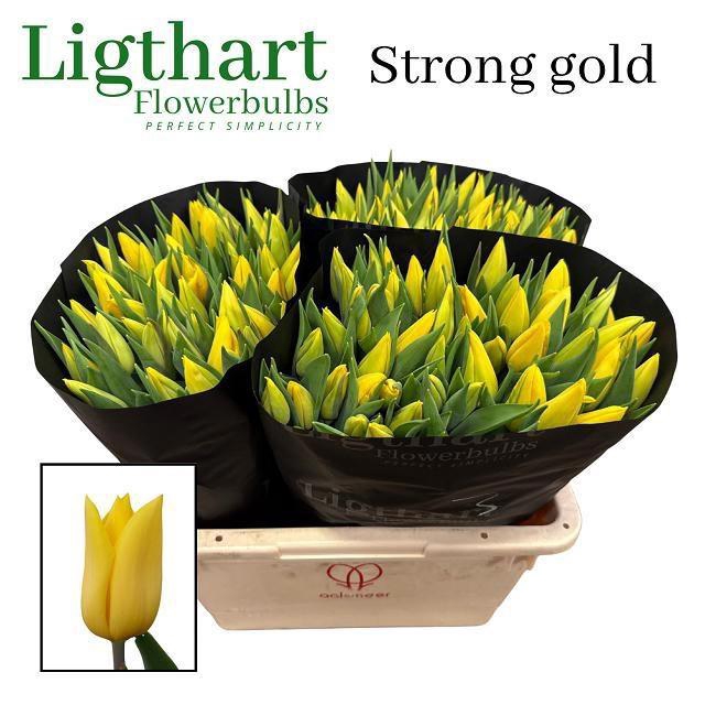 <h4>TU EN STRONG GOLD</h4>