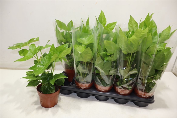 <h4>arr8 Fatsia Ov</h4>