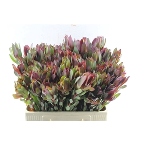 Leucad Senorita