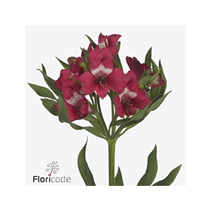 Alstroemeria tara