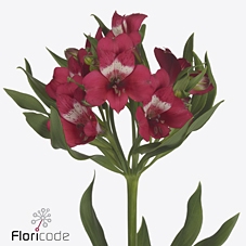 Alstroemeria tara