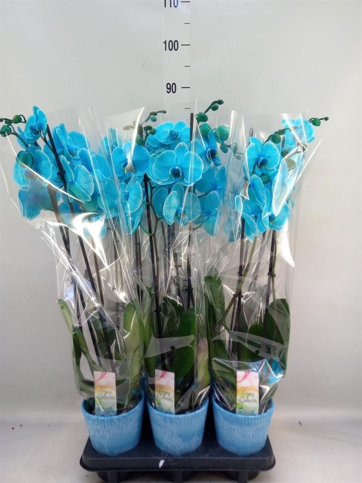 <h4>Phalaenopsis   ...</h4>