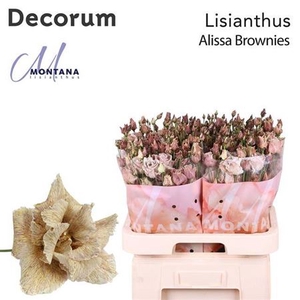 Eus G Alissa Brownie