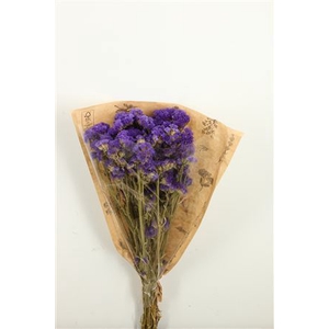 Dried Limonium Statice Blue Bunch