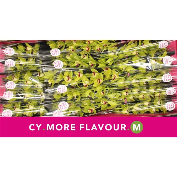 <h4>Mini cymbidium 'Evergreen' 50 cm</h4>