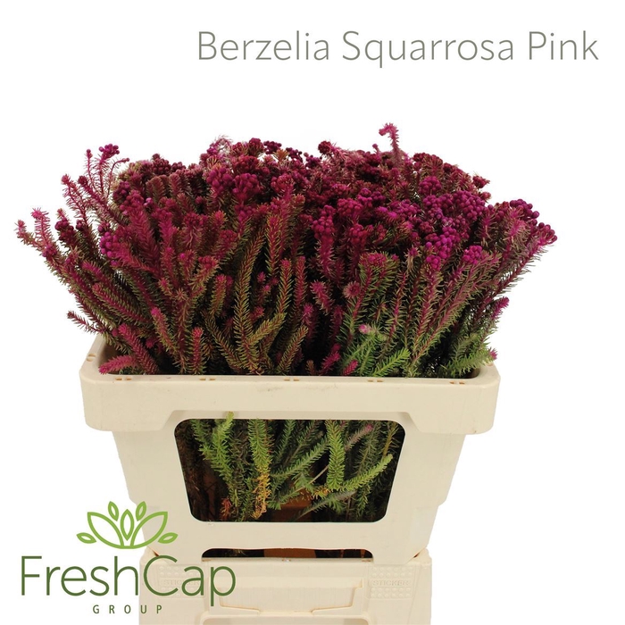 Berzelia Squarrosa Pink