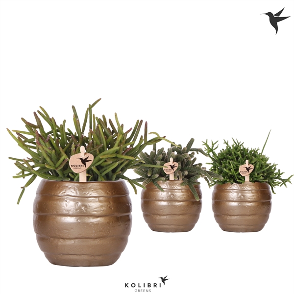 <h4>Kolibri Greens Rhipsalis mix in Bee pot</h4>