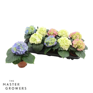 Hydrangea Macrophylla gemengd 1 bloem