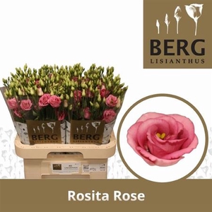 Eus G Rosi Rose Pink