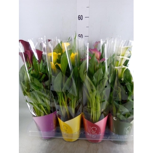 Zantedeschia   ...mix