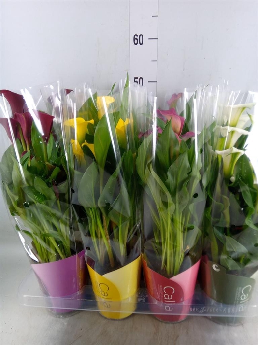 <h4>Zantedeschia   ...mix</h4>