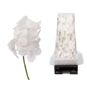 Vanda 12 tak Diamond White