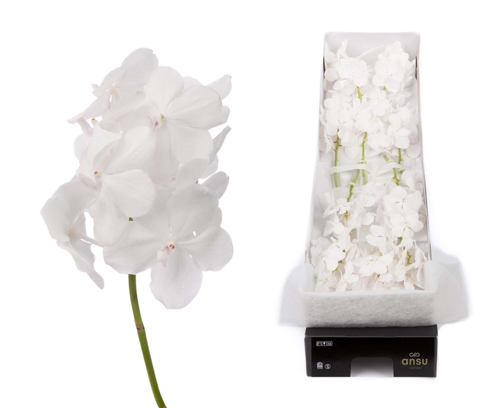 Vanda 12 tak Diamond White