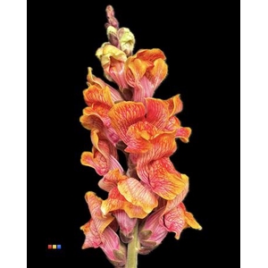Antirrhinum Fireball