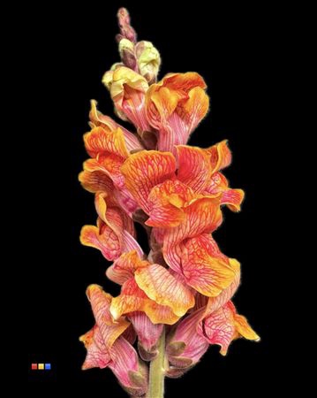 <h4>Antirrhinum Fireball</h4>