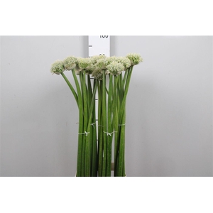 Allium White Giant