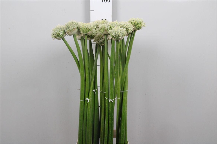 <h4>Allium White Giant</h4>