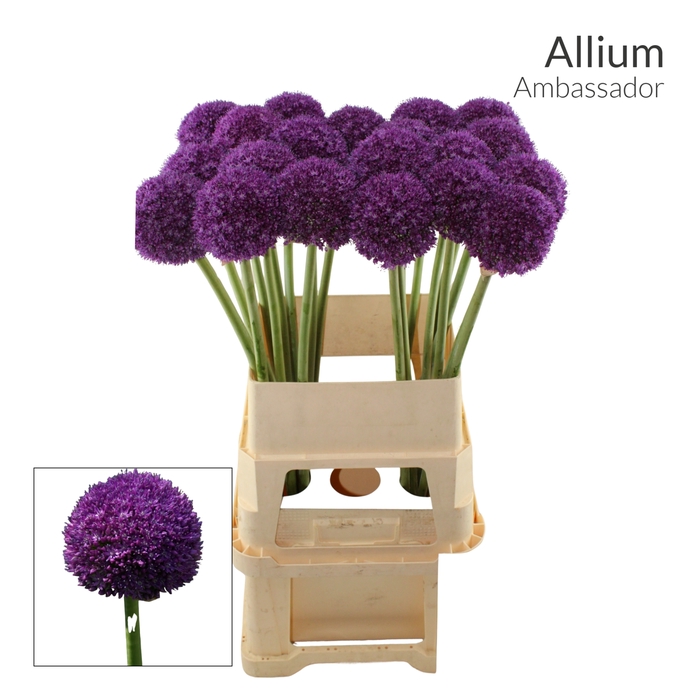 <h4>ALLIUM AMBASSADOR x 20</h4>