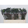 Anigozanthos Celebrations Firework
