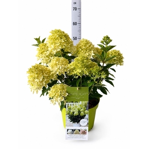 HYDR PANICULATA