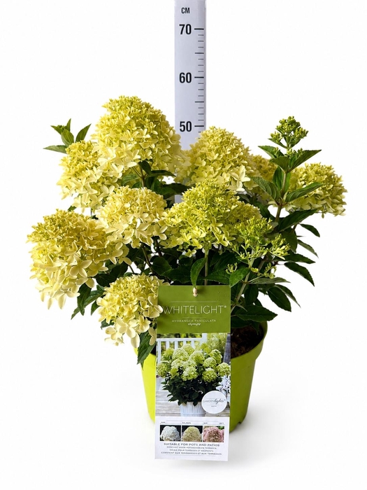 <h4>HYDR PANICULATA</h4>