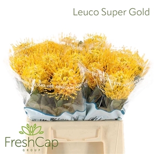 Leuco Super Gold