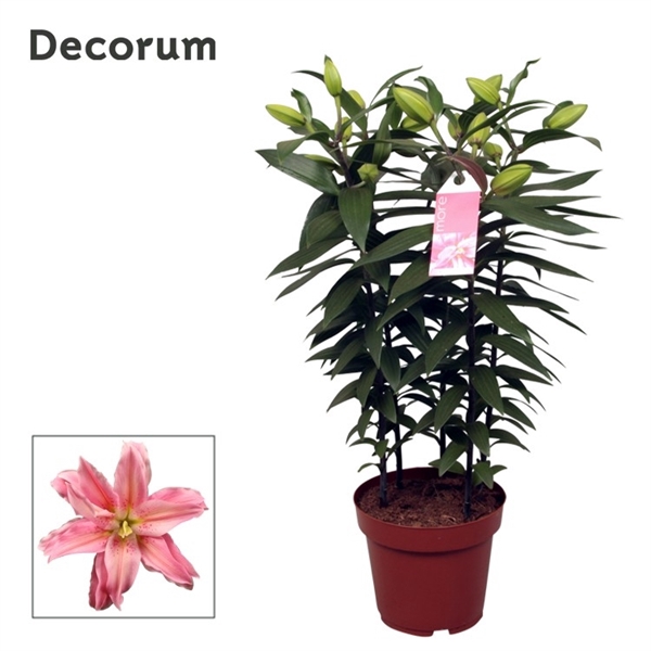 Roselily Sara Decorum