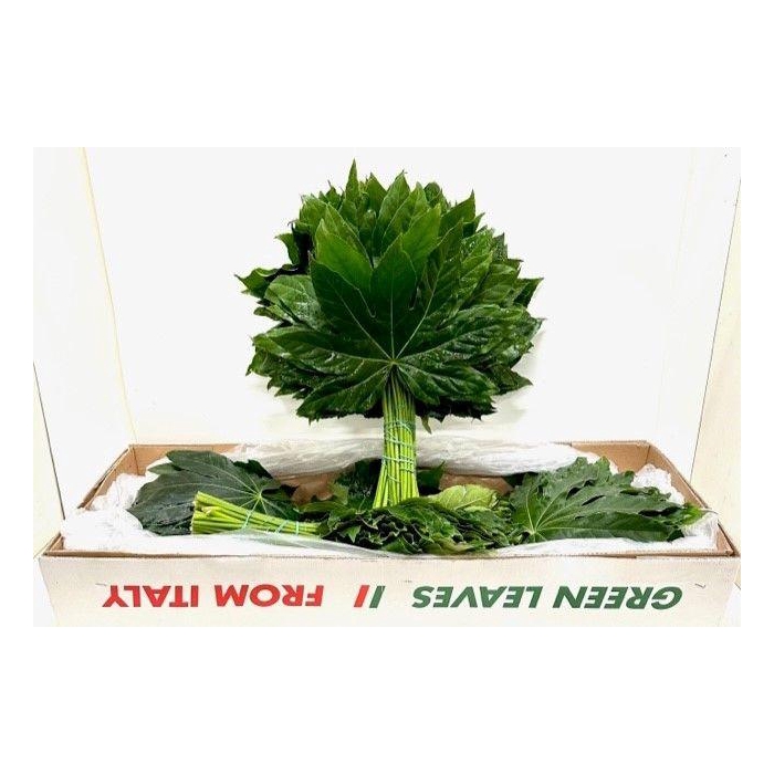 <h4>Fatsia Japonica Blad</h4>