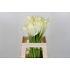 Zantedeschia Eydolls White