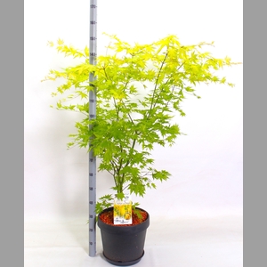 ACER PA ORANGE DREAM