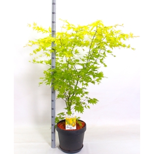 ACER PA ORANGE DREAM