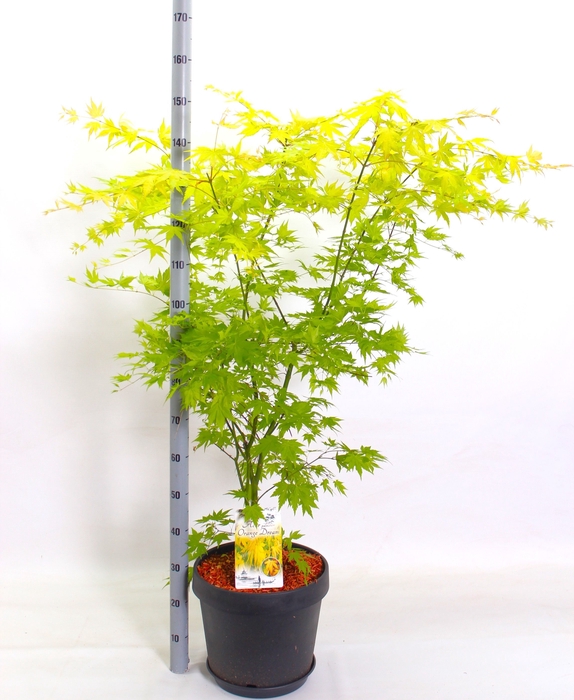 <h4>ACER PA ORANGE DREAM</h4>